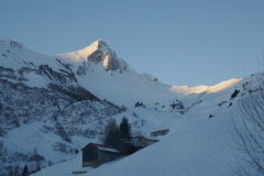 Glatthorn im Morgenlicht